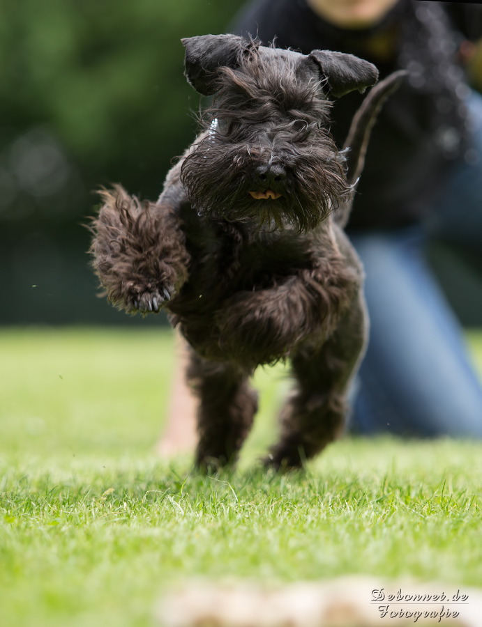 Zwergschnauzer beim Spiel :)