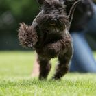 Zwergschnauzer beim Spiel :)