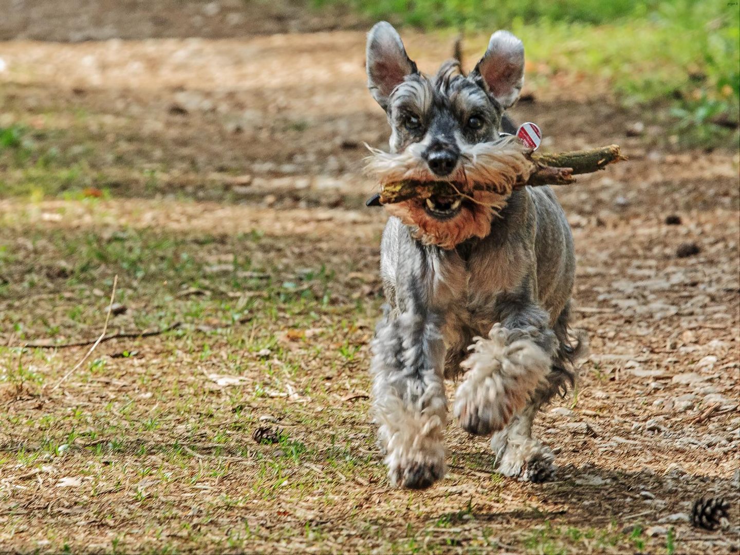 Zwergschnauzer Bob