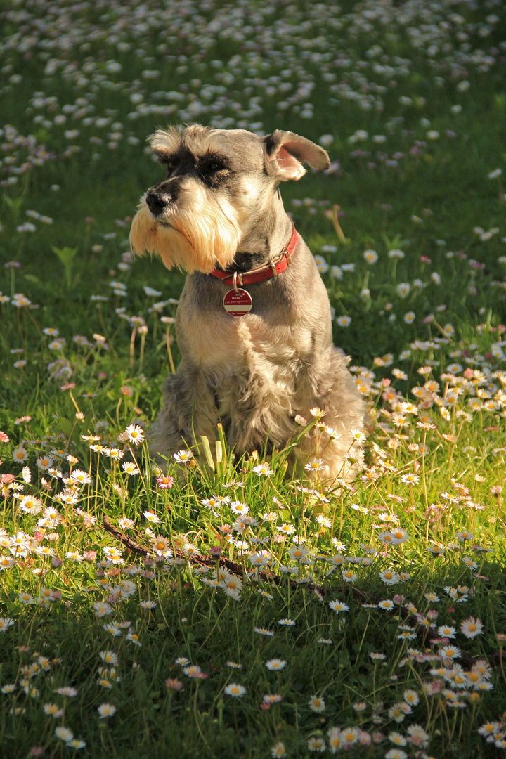 Zwergschnauzer Bob