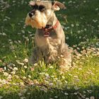 Zwergschnauzer Bob