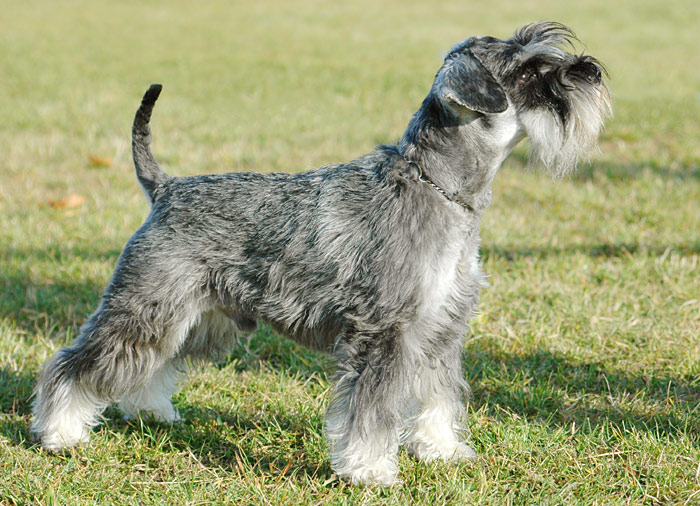 Zwergschnauzer