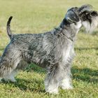 Zwergschnauzer