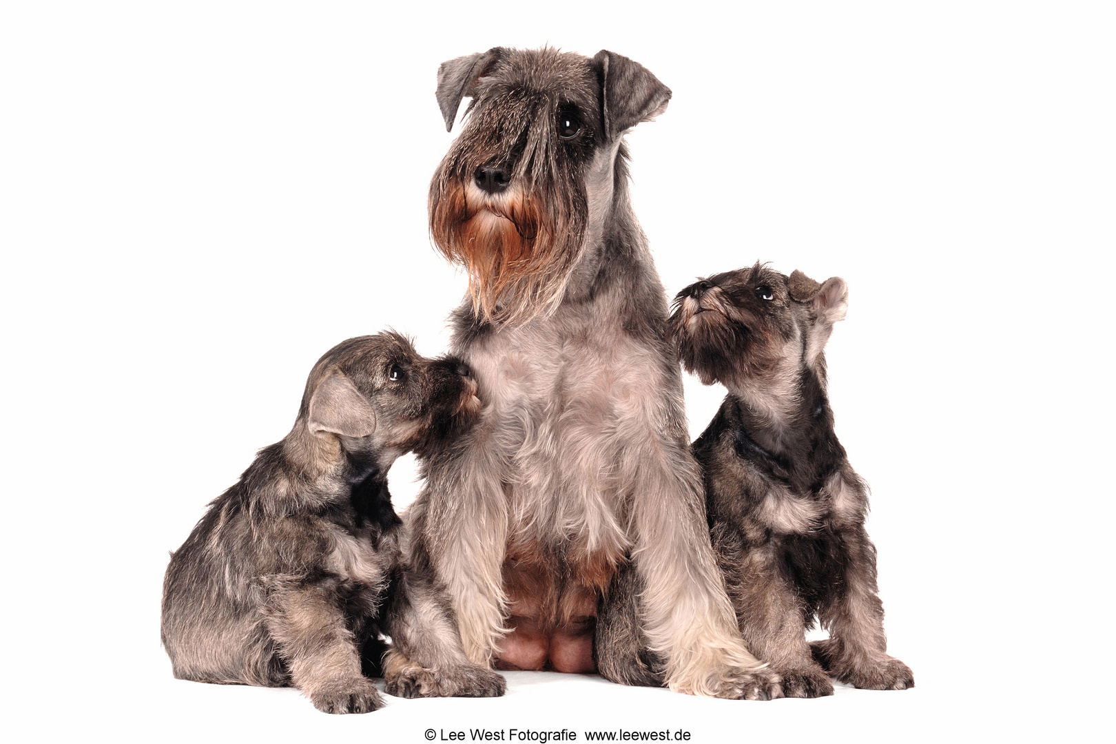 Zwergschnauzer “Die beste Mama der Welt”