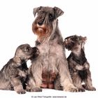 Zwergschnauzer “Die beste Mama der Welt”