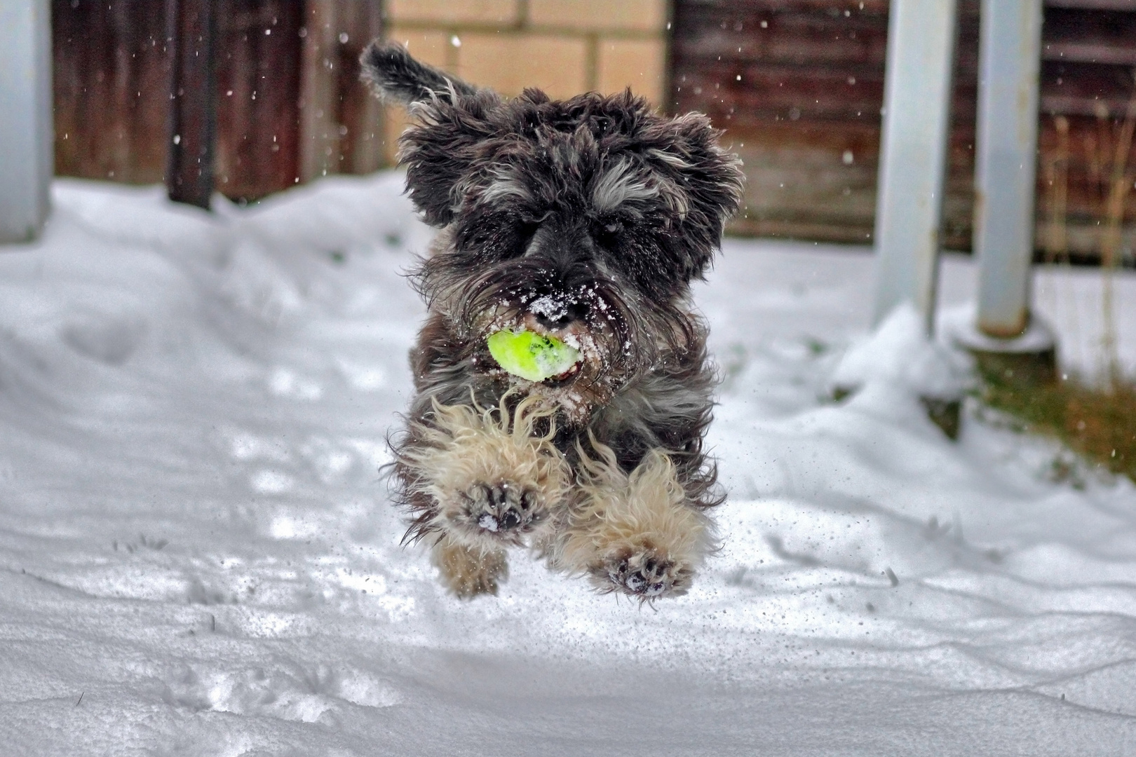 Zwergschnauzer im Winter2