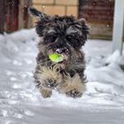 Zwergschnauzer im Winter2