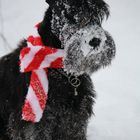 Zwergschnauzer PEPPI