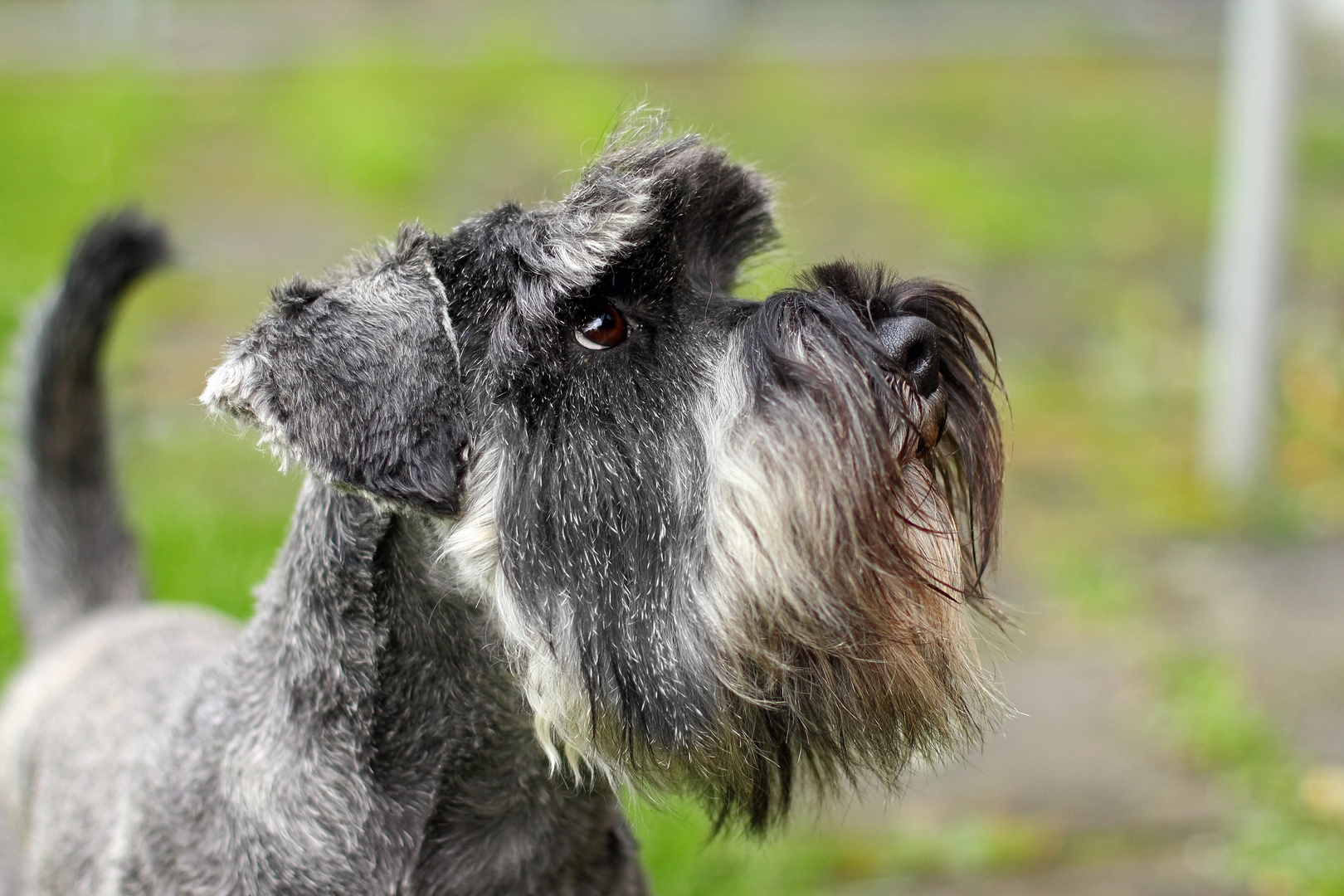 Zwergschnauzer Portrait