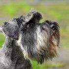 Zwergschnauzer Portrait