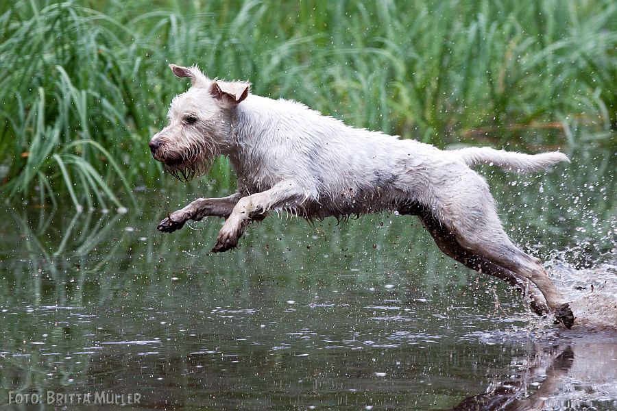 Zwergschnauzer Snert