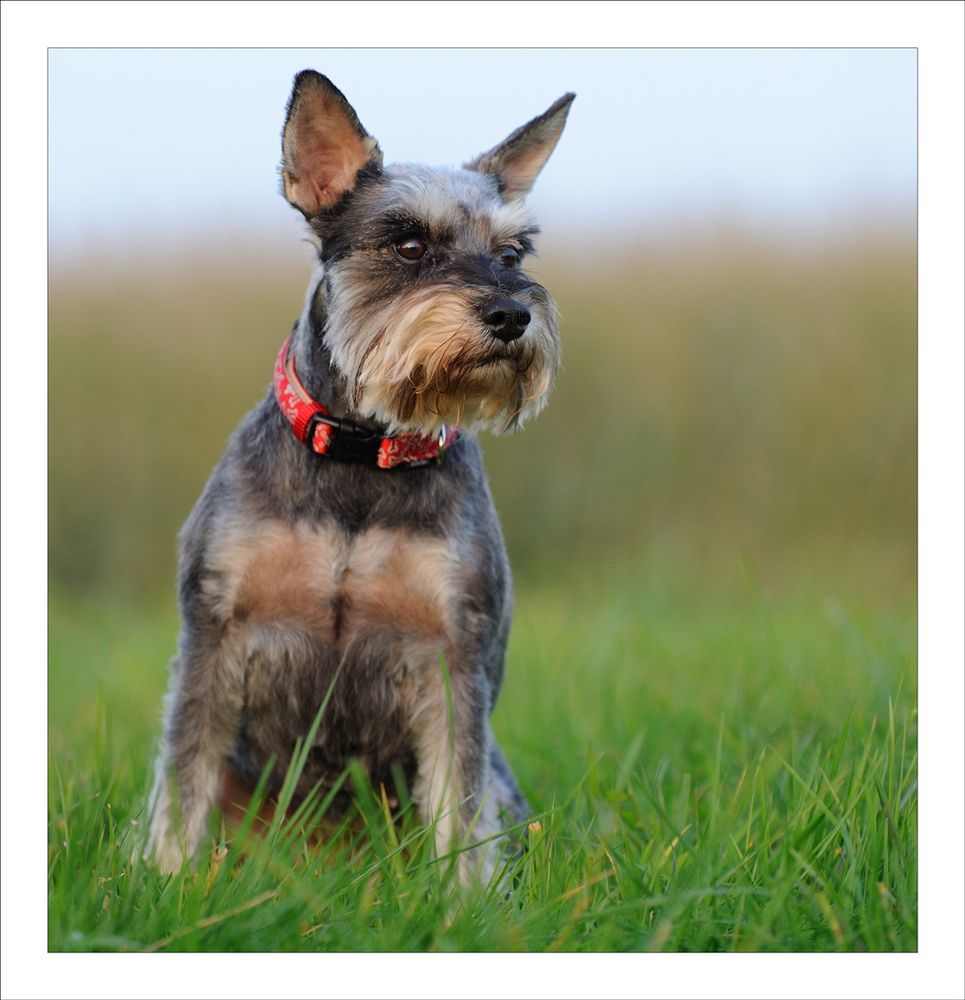 Zwergschnauzer Suse Foto Bild tiere haustiere hunde Zwergschnauzer Suse Foto Bild tiere haustiere hunde