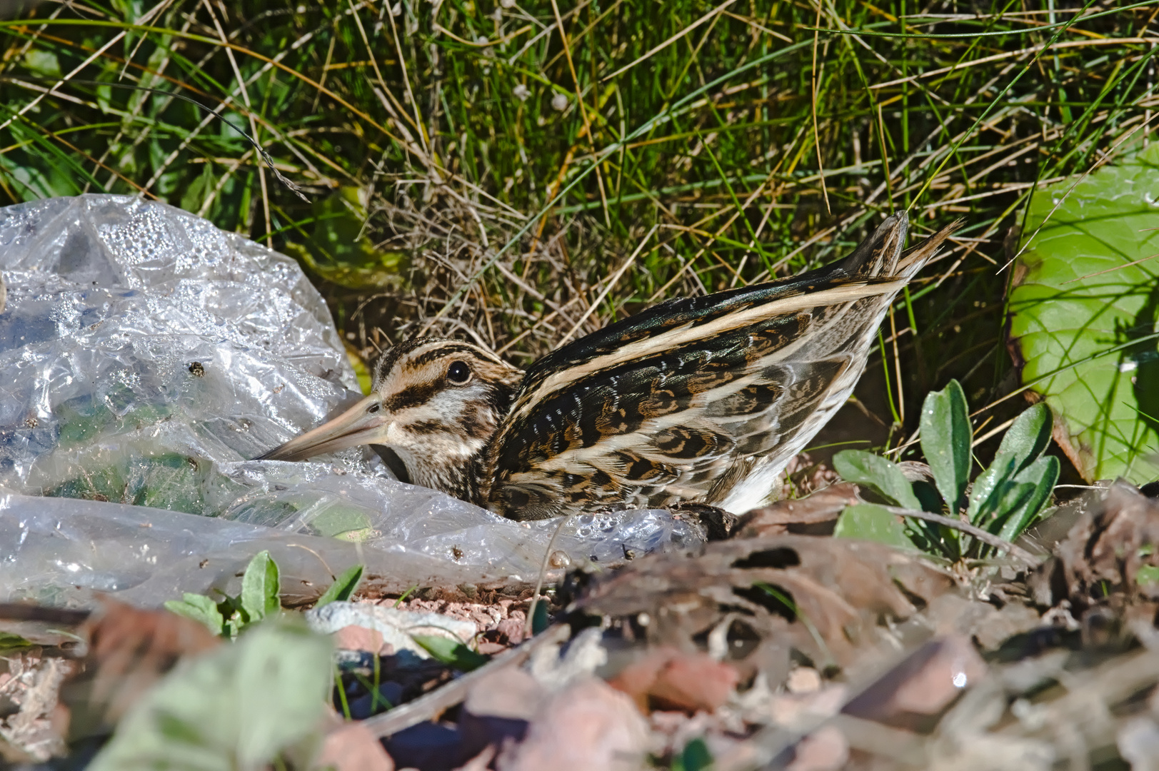 Zwergschnepfe an Plastiktüte,Helgoland 10.2018