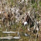 Zwergschnepfe mit Wattekopf?