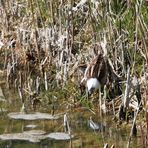 Zwergschnepfe mit Wattekopf?