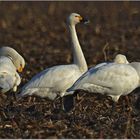 Zwergschwäne  -  cygnus columbianus