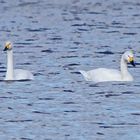 Zwergschwäne (Cygnus columbianus)