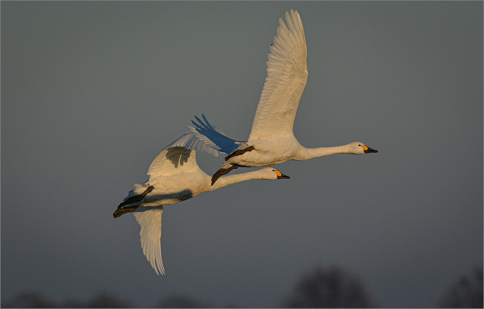 Zwergschwäne  -  Cygnus columbianus