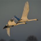 Zwergschwäne  -  Cygnus columbianus