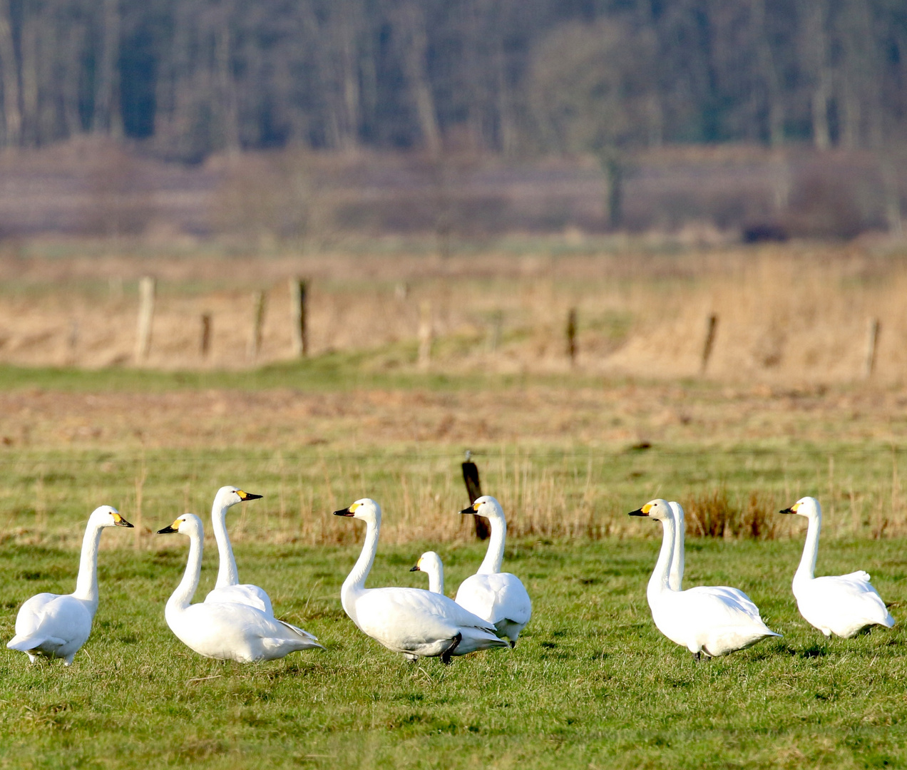 Zwergschwäne im Jan. 2016