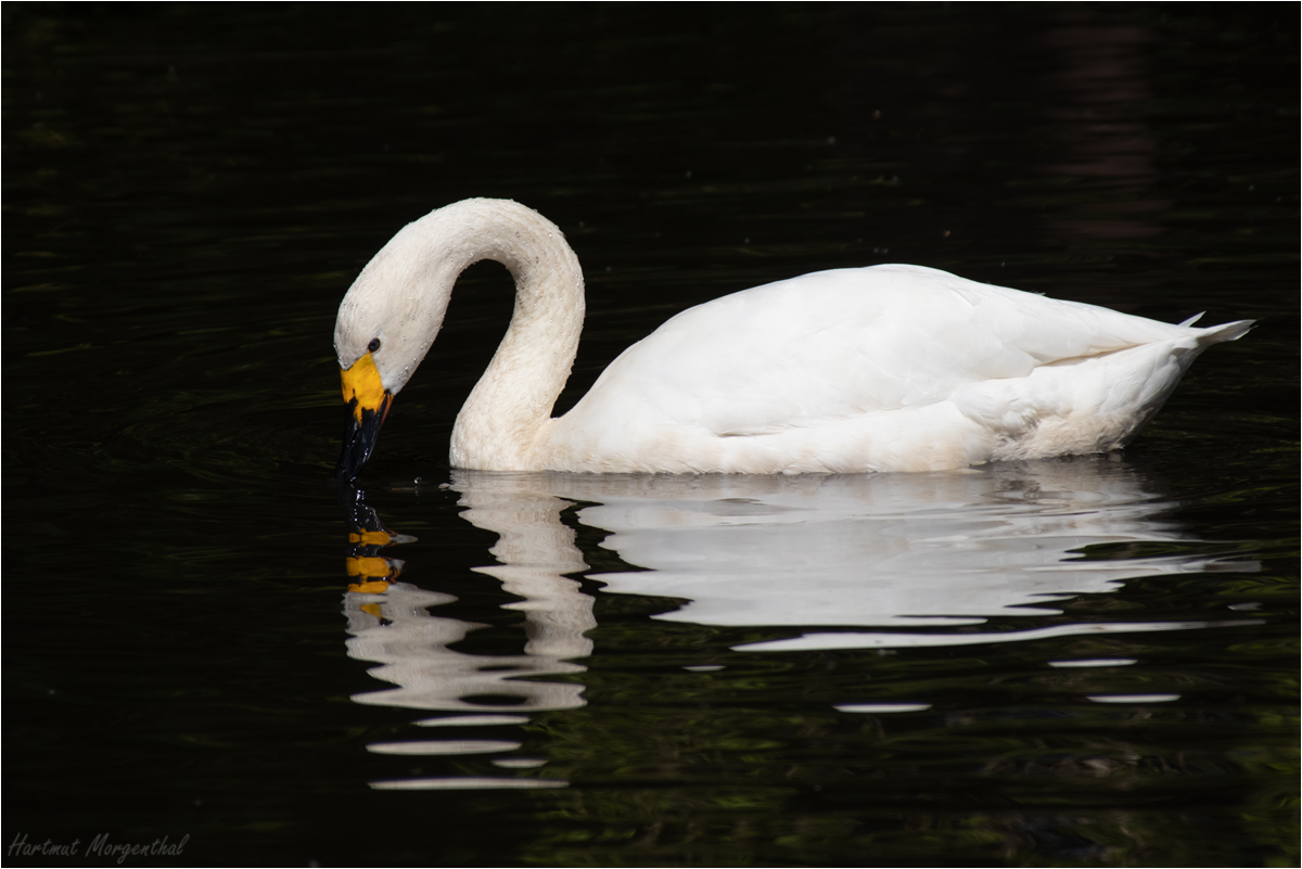 Zwergschwan