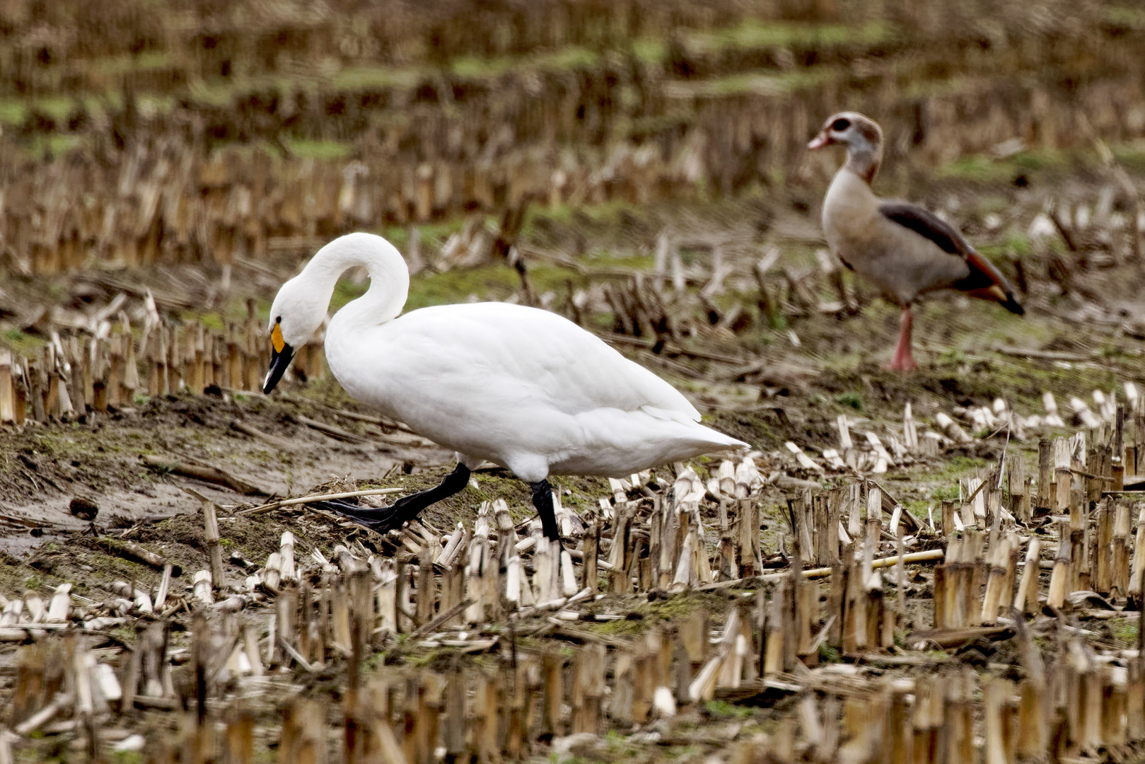 Zwergschwan