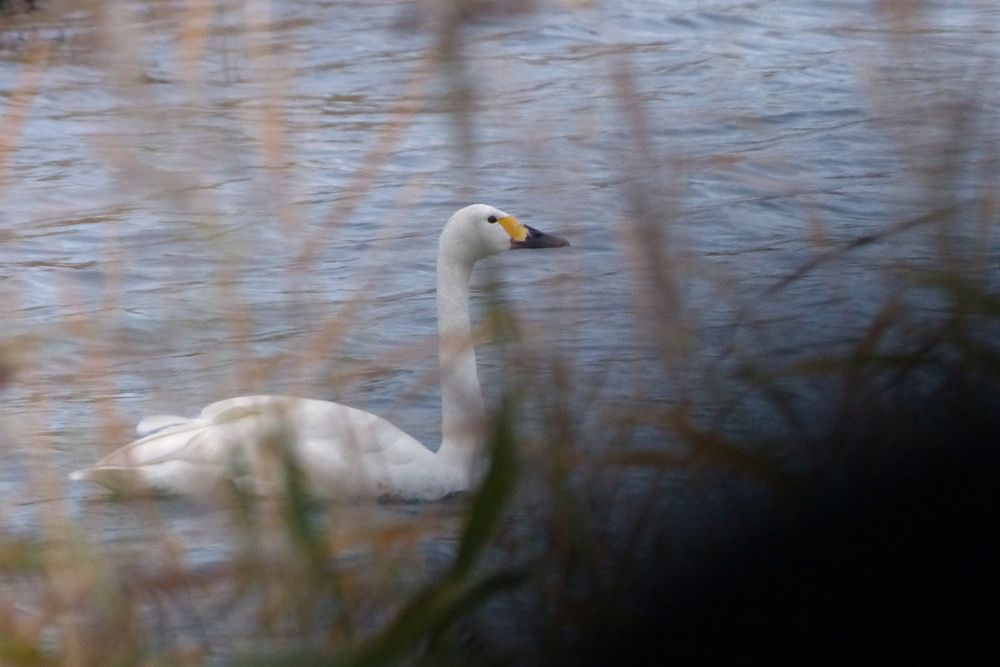 Zwergschwan