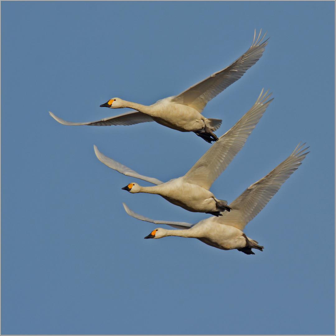 Zwergschwan  -  Cygnus columbianus