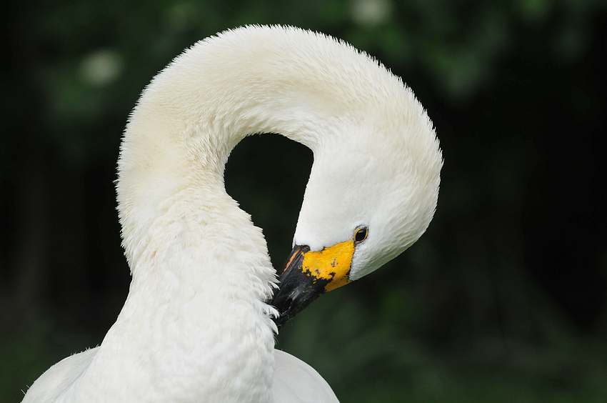 Zwergschwan-Federzupfen