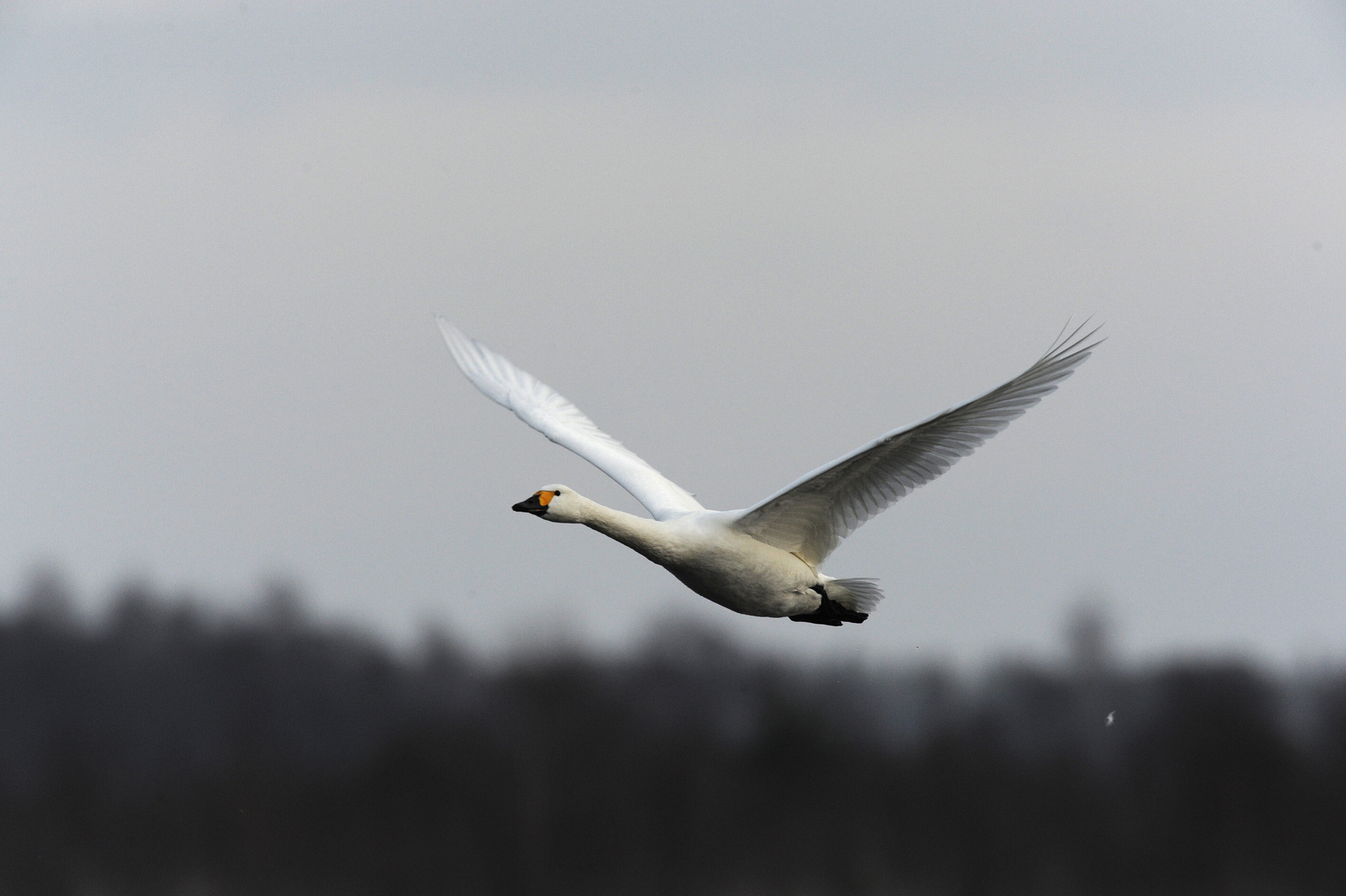 Zwergschwan Flugstudie