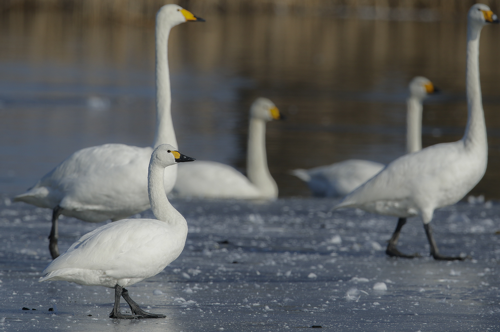 Zwergschwan im Größenvergleich zum Singschwan