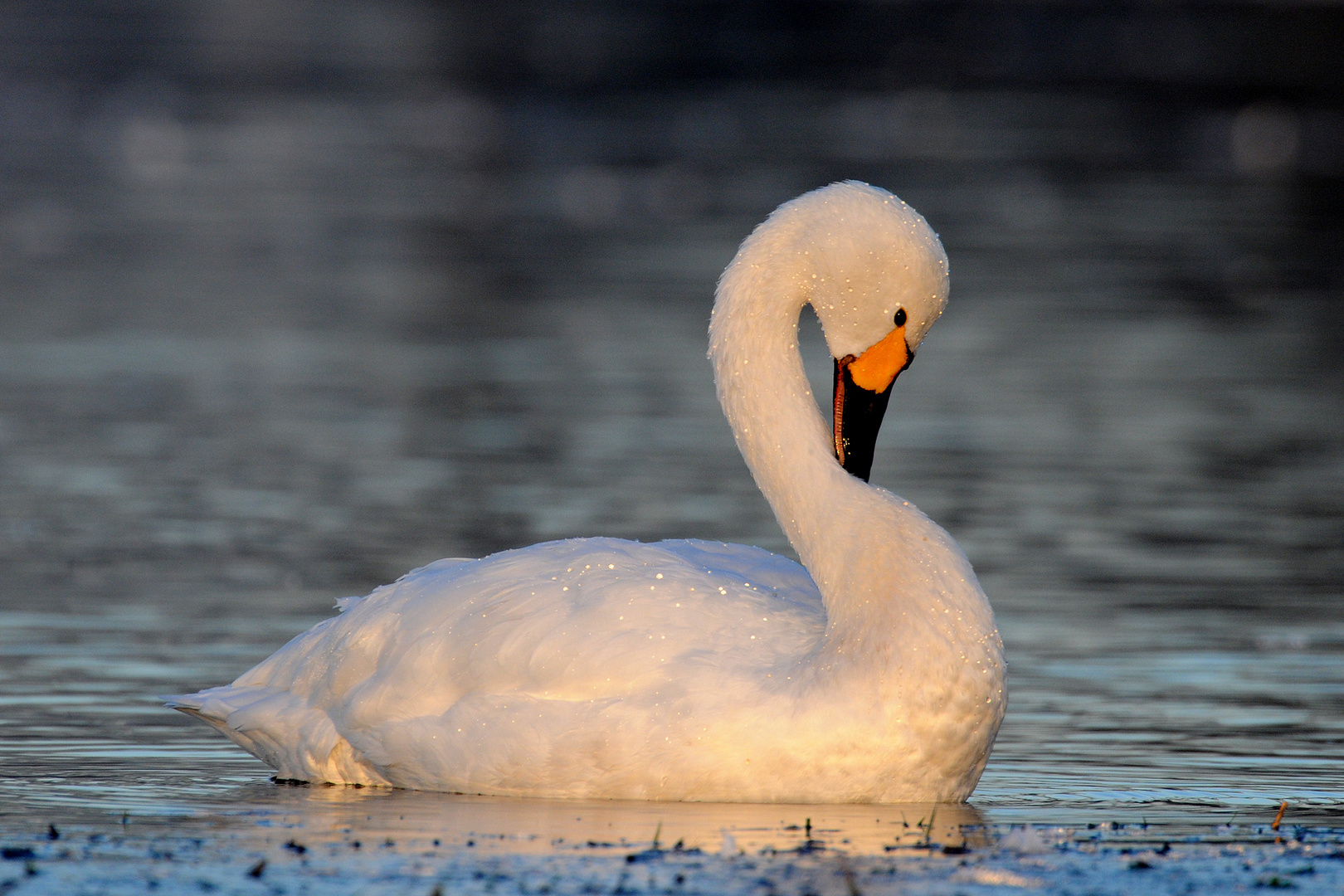 Zwergschwan in der Morgensonne