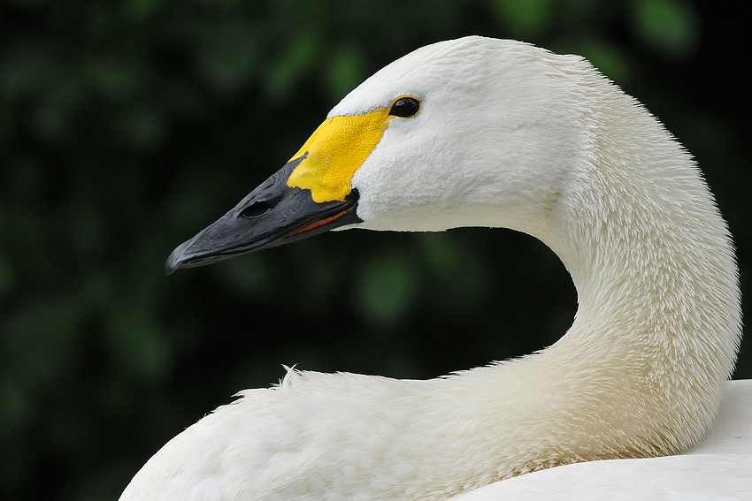 Zwergschwan-Majestät