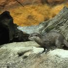 Zwergseeotter