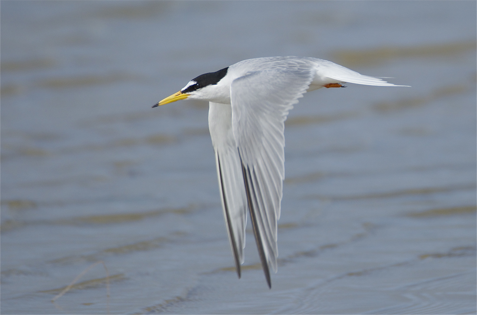 Zwergseeschwalbe Flugstudie