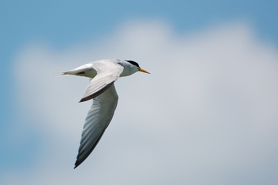 Zwergseeschwalbe - Least Tern (Sternula antillarum)...