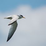 Zwergseeschwalbe - Least Tern (Sternula antillarum)...