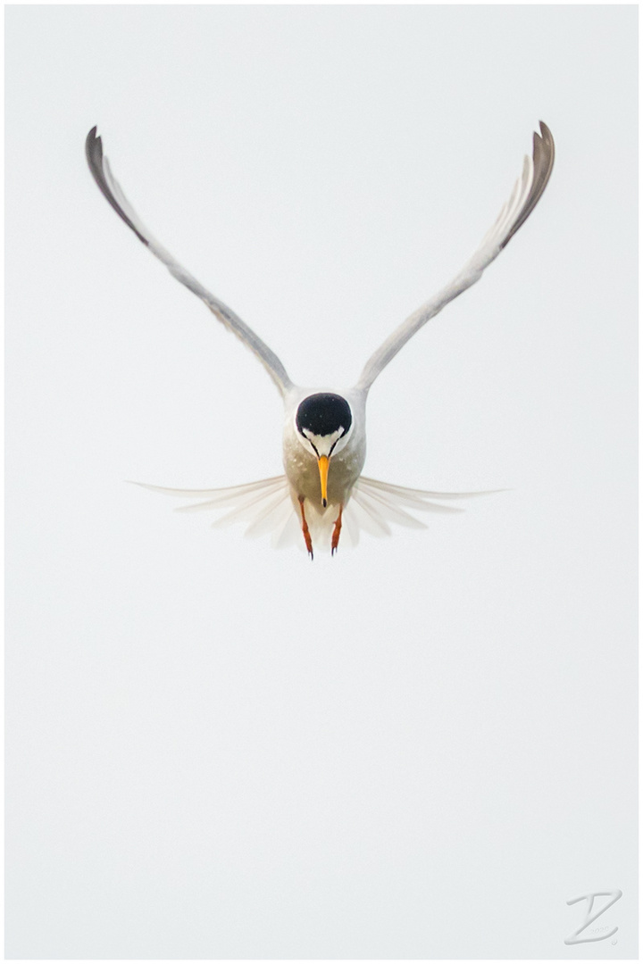 Zwergseeschwalbe (Little tern)