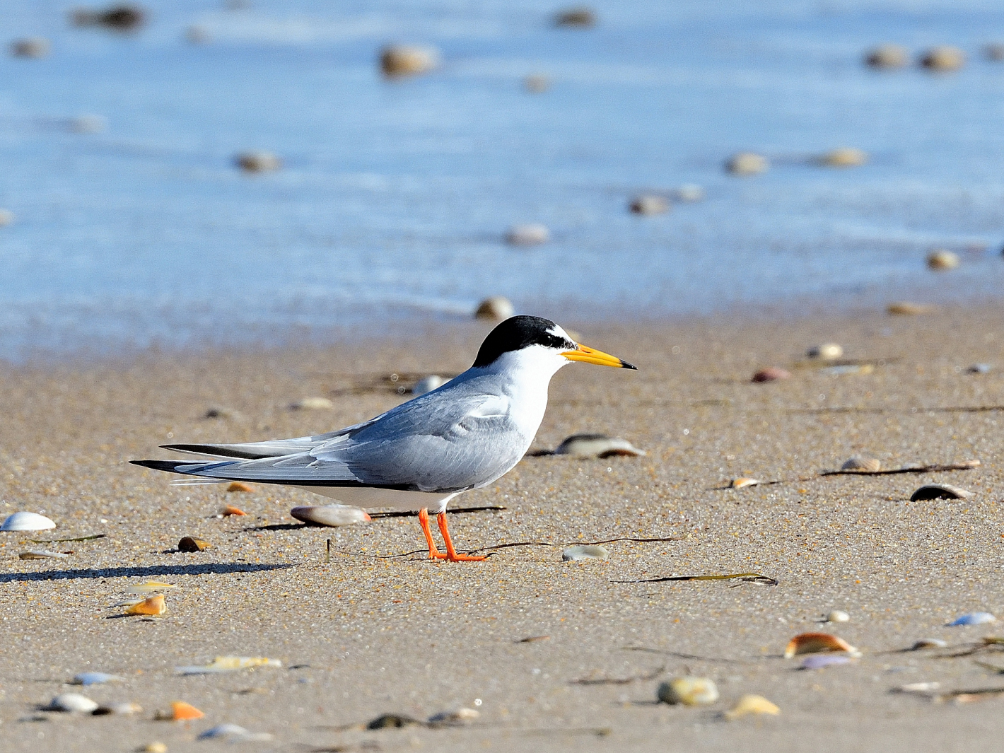 Zwergseeschwalbe. (Sternula albifrons), Little tern, Charrancito común,