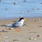 Zwergseeschwalbe. (Sternula albifrons), Little tern, Charrancito común,