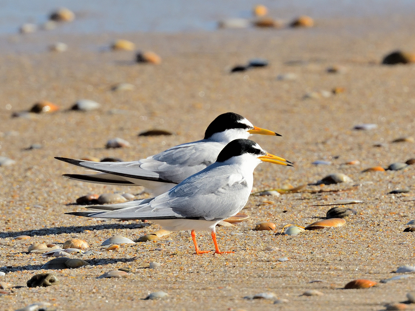 Zwergseeschwalbe, (Sternula albifrons), Little tern, Charrancito común,