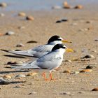 Zwergseeschwalbe, (Sternula albifrons), Little tern, Charrancito común,