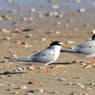 Zwergseeschwalbe, (Sternula albifrons), Little tern, Charrancito común,