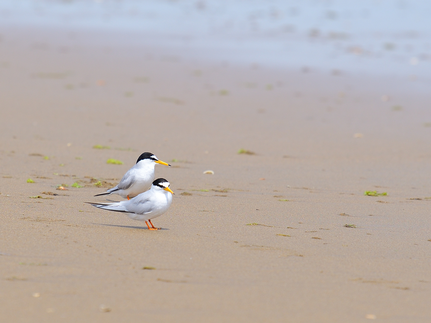 Zwergseeschwalbe. (Sternula albifrons), Little tern, Charrancito común,