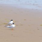 Zwergseeschwalbe. (Sternula albifrons), Little tern, Charrancito común,