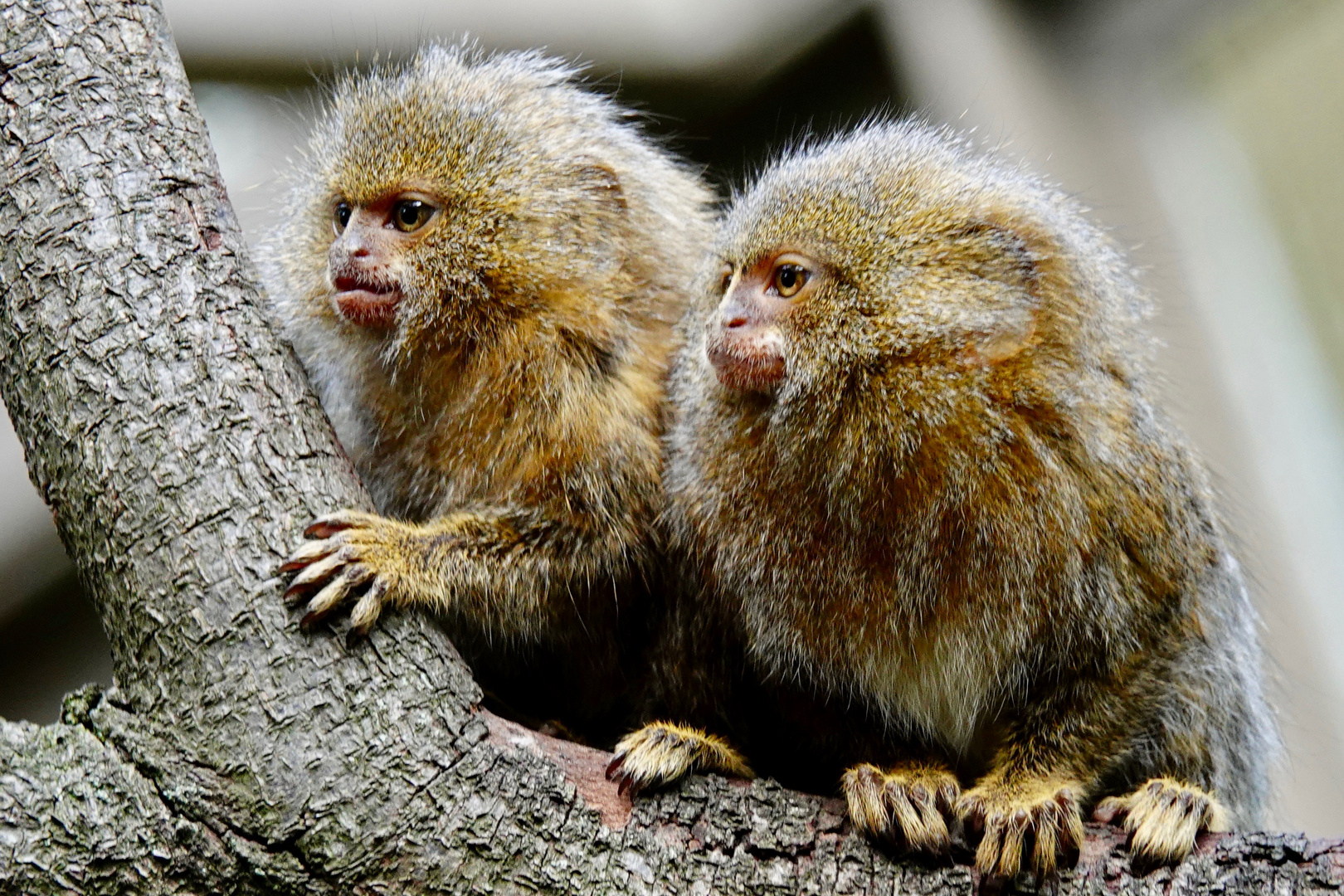 Zwergseidenäffchen Foto & Bild zoo, affe, tierpark Bilder auf