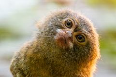 Zwergseidenäffchen - ganz neugierig