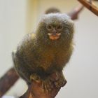 Zwergseidenäffchen im Zoo Mulhouse