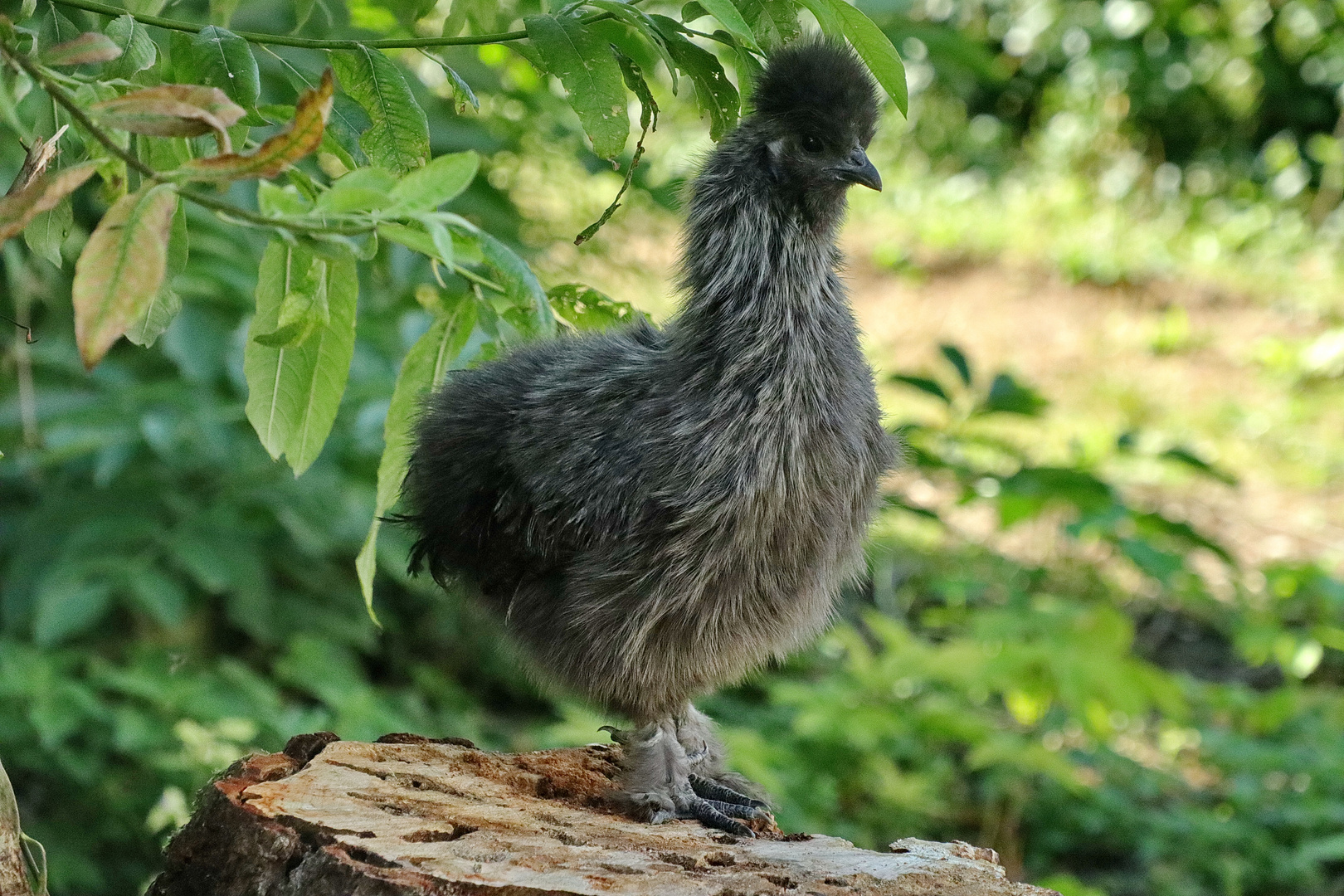 Zwergseidenhuhn