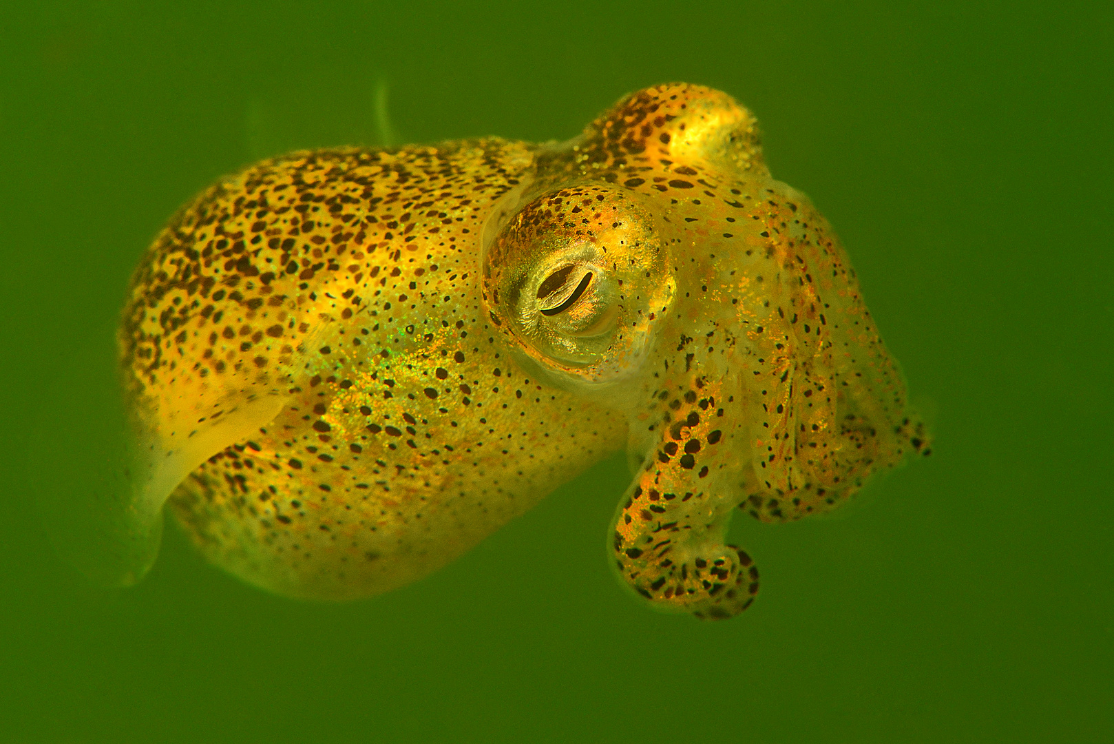 Zwergsepia (Sepiola antlantica)